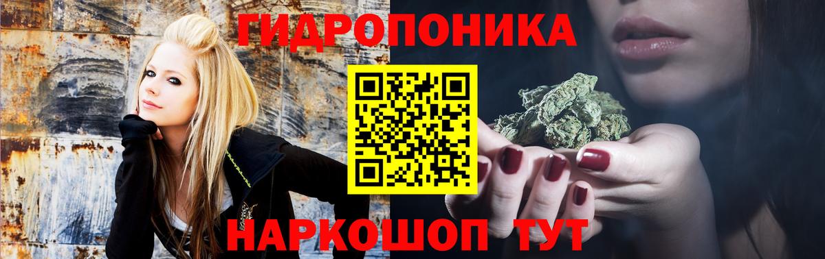 Канабис семена Курчалой